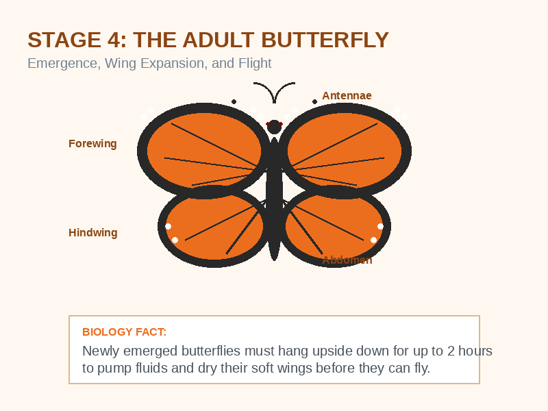 An elegant, symmetrical anatomical illustration card of an adult butterfly with fully expanded wings resting on a flower, highlighting the wings, antennae, and the critical drying period