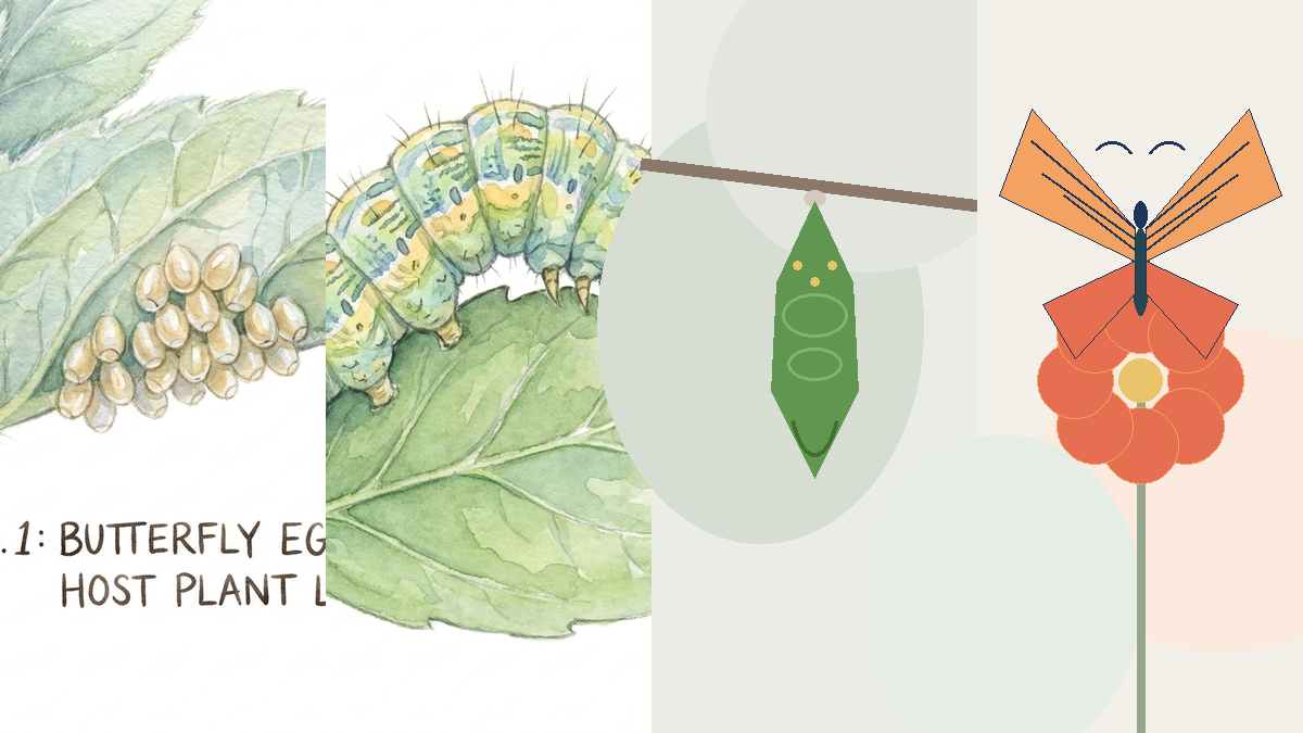 Butterfly Life Cycle