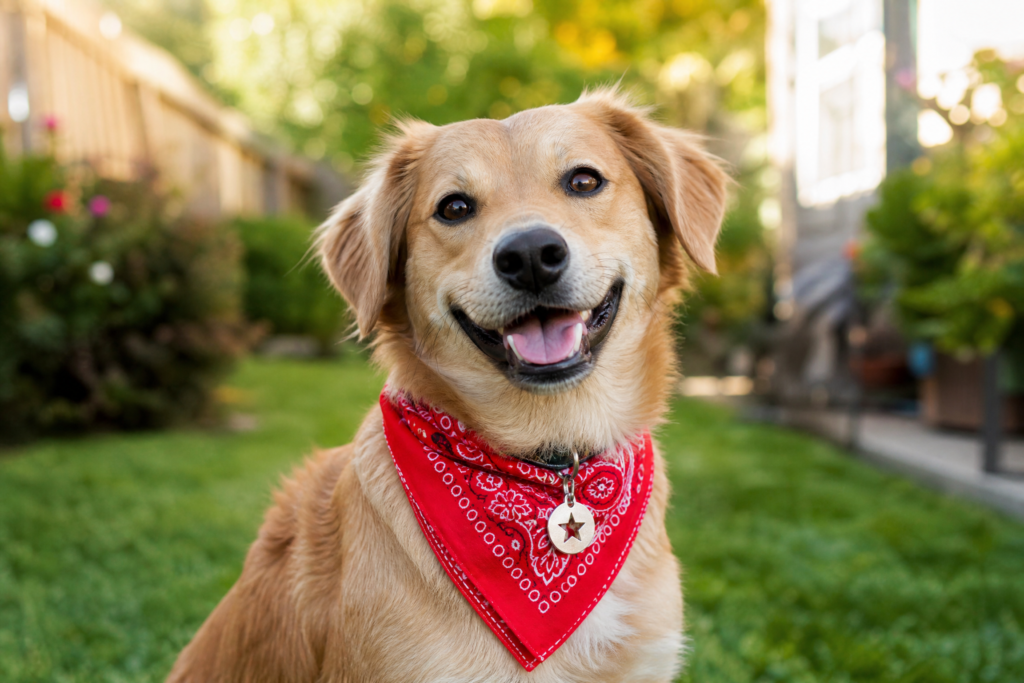 Supporting image: a joyful female dog wearing a bold red bandana with a personalized name tag